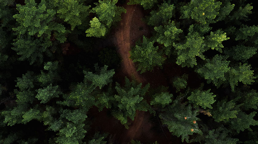 Tree-tops-with-a-dirt-road-going-through-the-trees